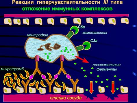 Механизмы образования соцветия промежуточного типа