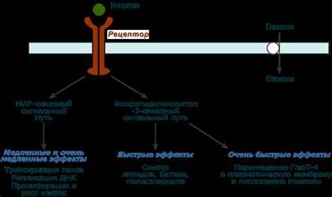 Механизмы образования уробилиногена и его выведения из организма