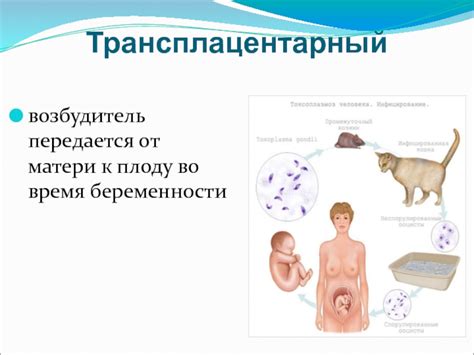 Механизмы передачи инфекции во время сновидений