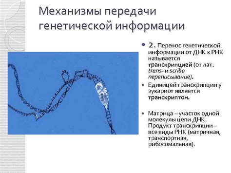 Механизмы передачи информации от кожи к глазам