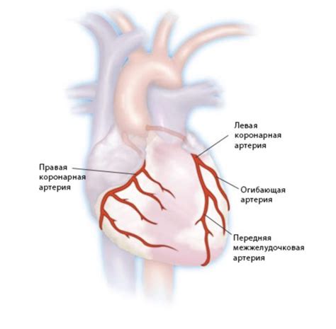 Механизмы правого типа коронарного кровоснабжения
