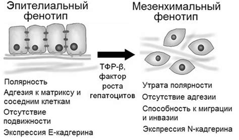 Механизмы развития лимфососудистой инвазии