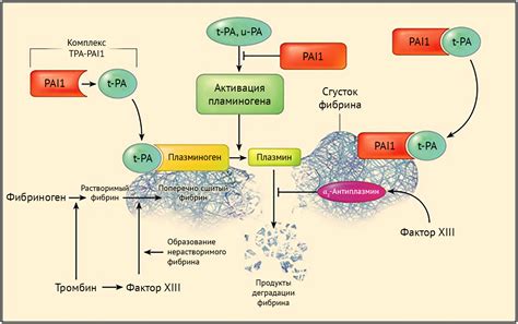 Механизмы развития патологии при мутации ингибитора активатора плазминогена гетерозигота