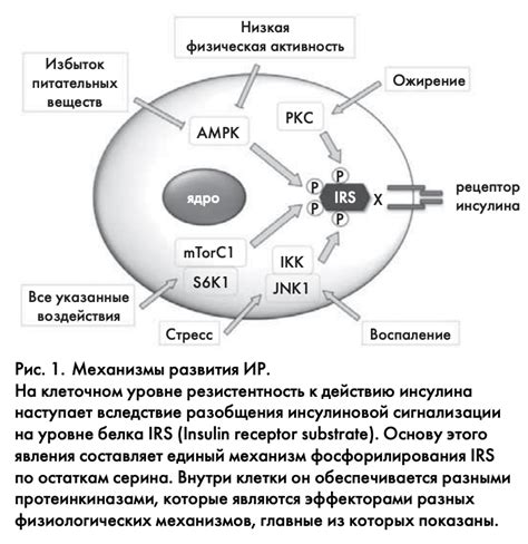 Механизмы развития резистентности