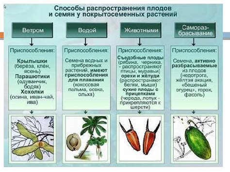 Механизмы распространения семян при автохории