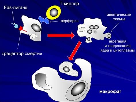 Механизмы реактивных изменений клеток