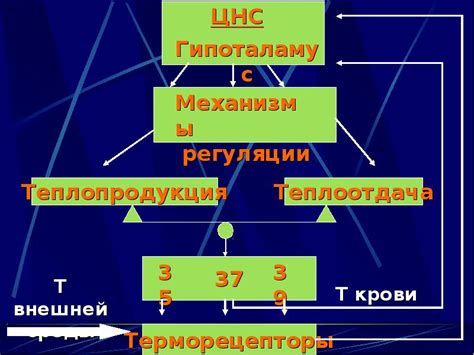 Механизмы регуляции внутренней температуры