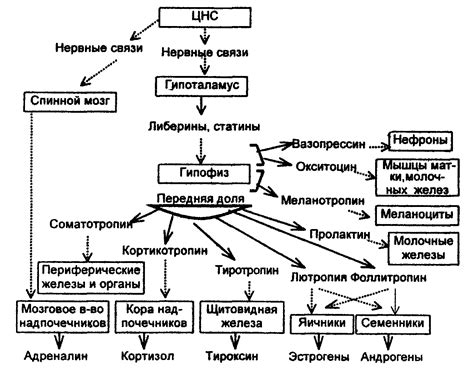 Механизмы регуляции гормонального гемостаза и их значение для здоровья