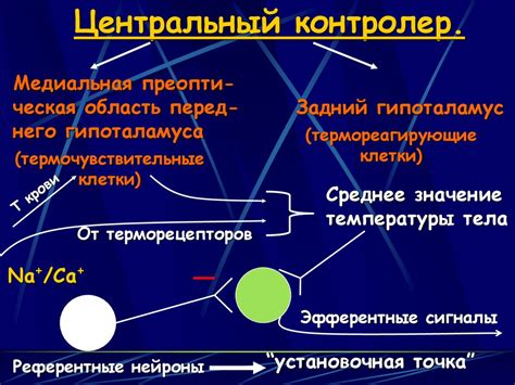 Механизмы регуляции температуры организма