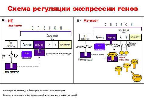 Механизмы регуляции экспрессии гена ск7