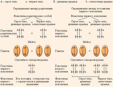 Механизмы рекомбинации генов