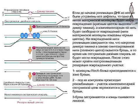 Механизмы репарации ДНК