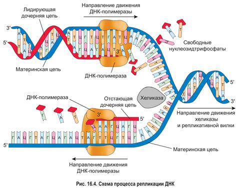 Механизмы репликации ДНК