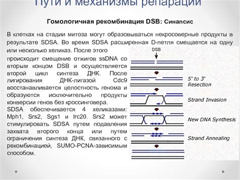 Механизмы стадии репарации