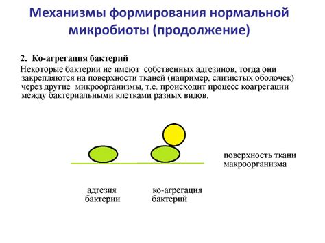 Механизмы формирования нормальной микрофлоры в данном локусе