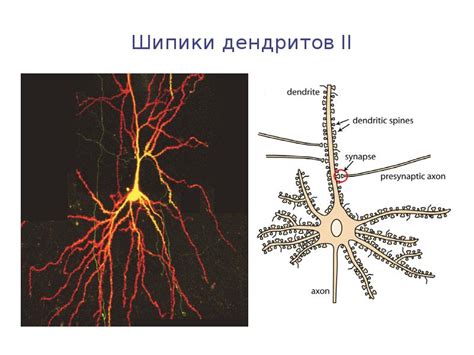 Механизмы формирования сновидений