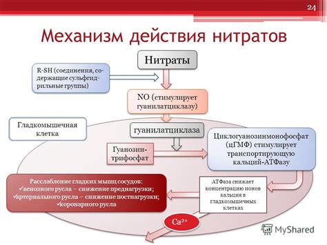 Механизм действия "Симвастатина" на организм