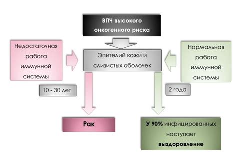 Механизм действия ВПЧ