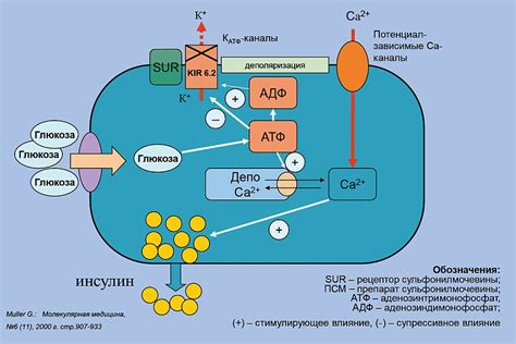 Механизм действия ХГЧ 330