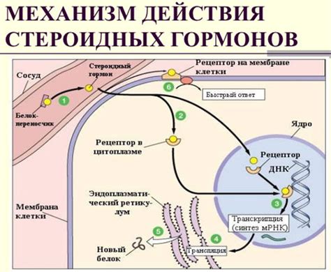 Механизм действия андрогенных стероидов