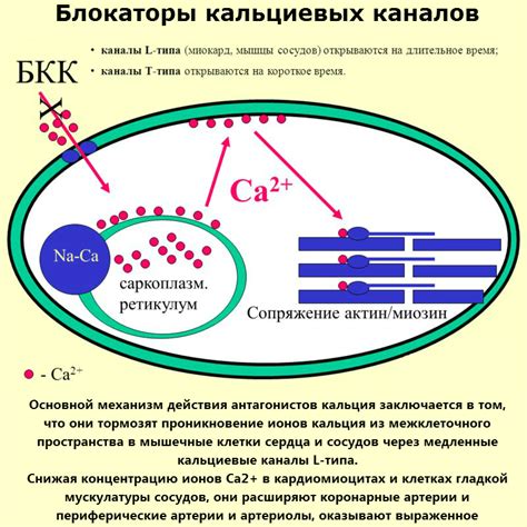 Механизм действия блокирования кальциевых каналов