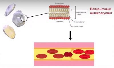 Механизм действия волчаночного коагулянта