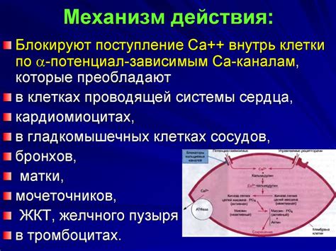 Механизм действия гистаминного средства