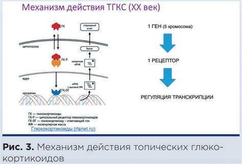 Механизм действия глюкокортикоидов в организме человека