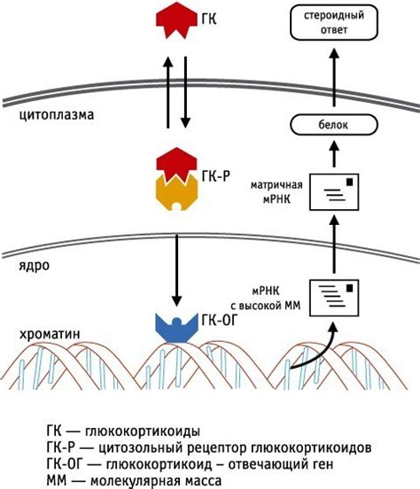 Механизм действия глюкокортикоидов и глюкокортикостероидов