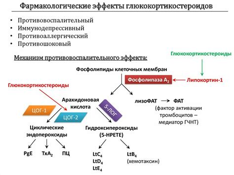 Механизм действия глюкокортикостероидов в организме