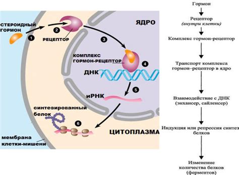 Механизм действия гормональных мазей