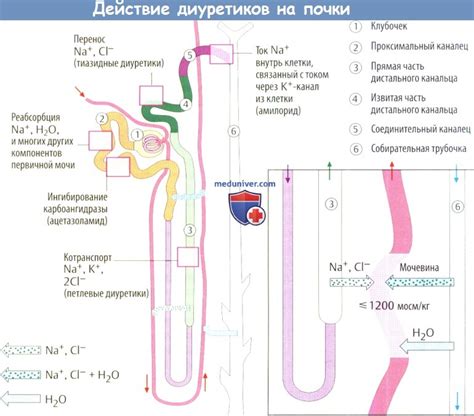 Механизм действия диуретиков на организм