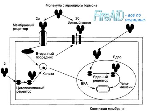 Механизм действия и явления, связанные с ГГТ