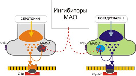 Механизм действия неселективных ингибиторов МАО на нейротрансмиттеры