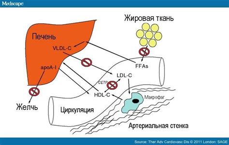 Механизм действия никотиновой кислоты