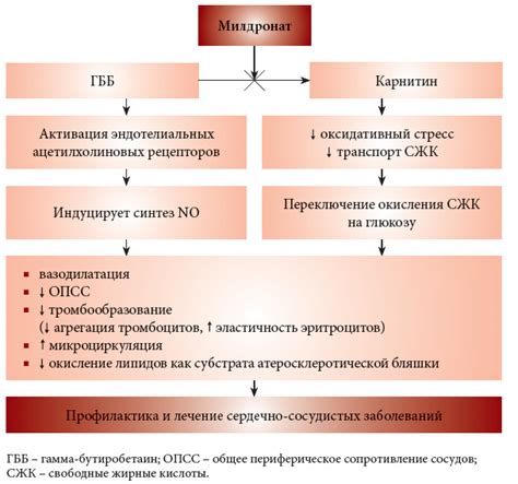 Механизм действия парабульбарного введения милдроната