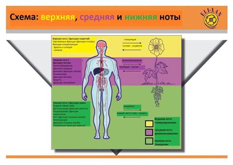 Механизм действия пиявок на кожу