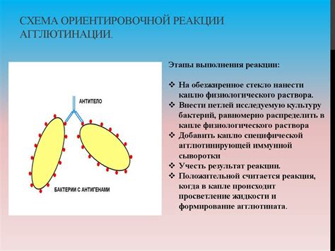 Механизм действия положительной реакции агглютинации