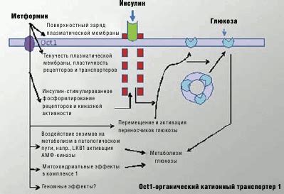 Механизм действия пролонгированного метформина