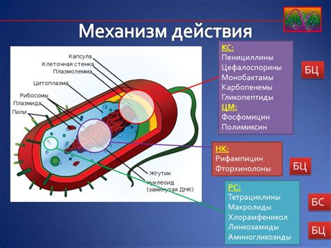 Механизм действия промежуточных антибиотиков