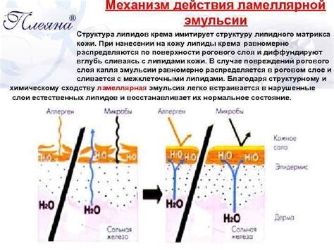 Механизм действия протонизации кожи