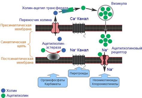 Механизм действия регресса процесса