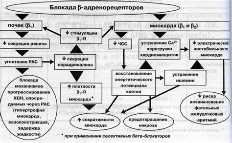 Механизм действия селективного бета-блокатора