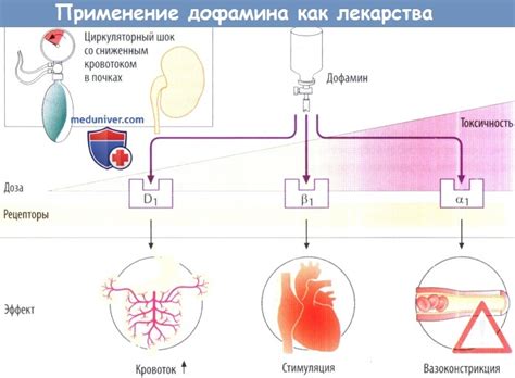 Механизм действия симвастатина и его влияние на органы и системы