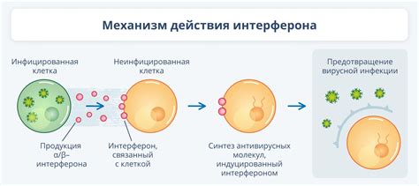 Механизм действия стабилизации при онкологии