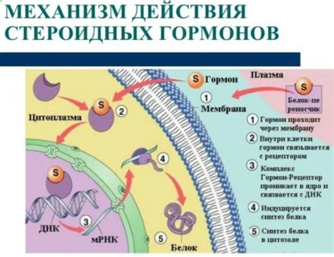 Механизм действия стероидных средств