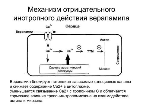 Механизм действия фадиатопа взрослого отрицательного