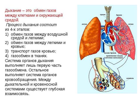 Механизм дыхания моря: процесс и факторы