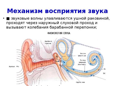 Механизм образования лабиализованного звука