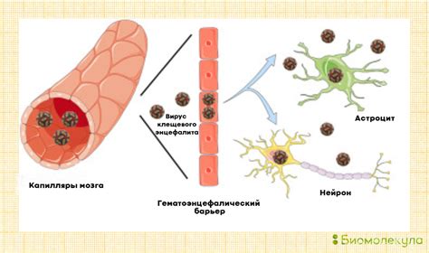 Механизм передачи вируса